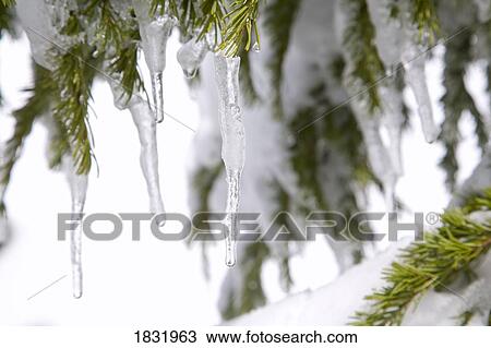 Stock Image - Snow covered tree. Fotosearch