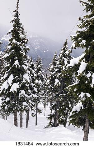 Snow covered trees View Large Photo Image Picture - Snow covered trees. Fotosearch