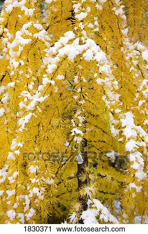 Stock Image - Snow-covered vine maples. Fotosearch