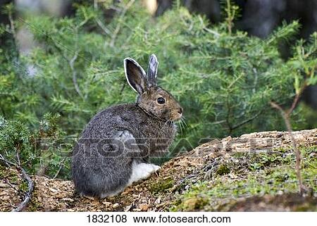 Snowshoe hare View Large Photo Image Stock Photo - Snowshoe hare . Fotosearch