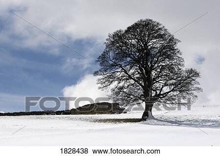 Snowy field and tree View Large Photo Image Stock Photo - Snowy field and tree. Fotosearch