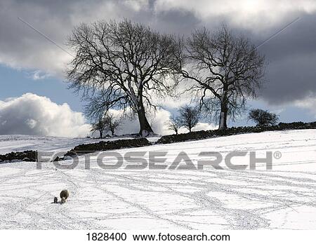 Snowy field with stone fence, Weardale, England View Large Photo Image Stock Image - Snowy field with stone fence, Weardale, England. Fotosearch