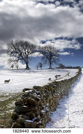 Snowy field with stone fence, Weardale, England View Large Photo Image Stock Image - Snowy field with stone fence, Weardale, England. Fotosearch