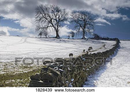 Snowy field with stone fence, Weardale, England View Large Photo Image Stock Photo - Snowy field with stone fence, Weardale, England. Fotosearch