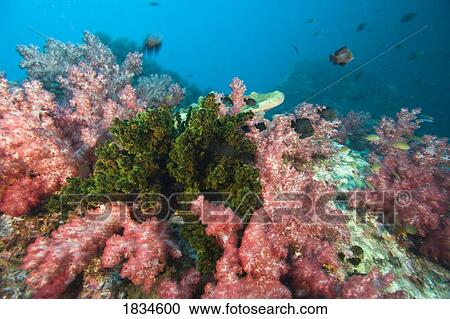 Stock Image - Soft coral and cup corals. Fotosearch
