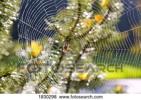 Spider on web View Large Photo Image Stock Photo - Spider on web. Fotosearch