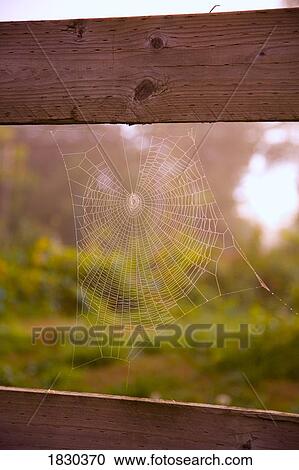 Stock Image - Spider web. Fotosearch