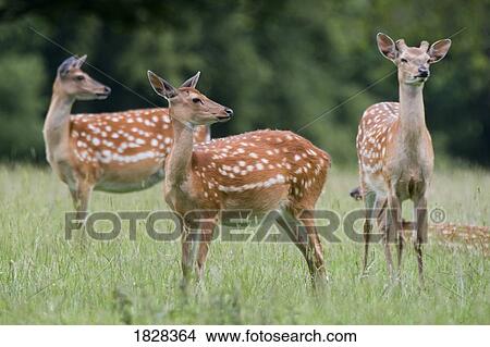 Spotted deer, Harrogate, Yorkshire, England View Large Photo Image Picture - Spotted deer, Harrogate, Yorkshire, England. Fotosearch