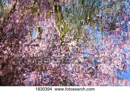Spring blossoms reflecting in lake View Large Photo Image Picture - Spring blossoms reflecting in lake. Fotosearch