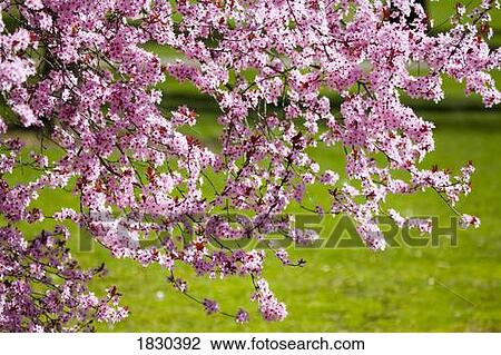 Stock Image - Spring blossoms. Fotosearch