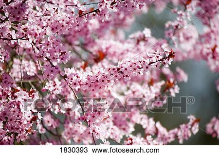 Stock Image - Spring blossoms. Fotosearch