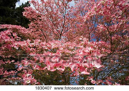 Stock Photo - Spring Dogwood tree. Fotosearch