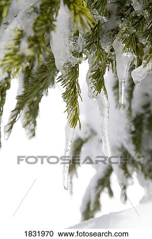 Spring snow, tree View Large Photo Image Stock Image - Spring snow, tree. Fotosearch