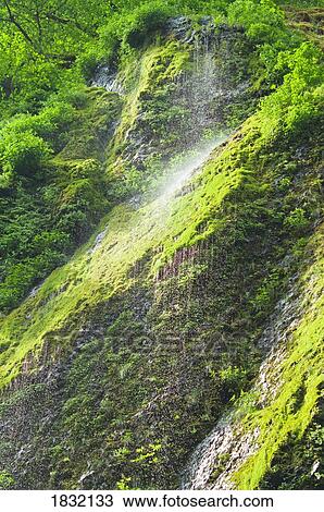 Spring trickle And Moss, Tanner Creek Falls, Columbia River Gorge, Oregon, USA View Large Photo Image Stock Image - Spring trickle And Moss, Tanner Creek Falls, Columbia River Gorge, Oregon, USA. Fotosearch