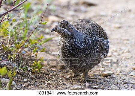 Spruce grouse View Large Photo Image Stock Image - Spruce grouse . Fotosearch