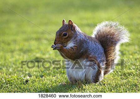Squirrel on grass View Large Photo Image Stock Image - Squirrel on grass. Fotosearch