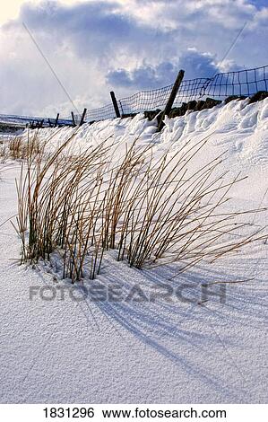 Stock Photograph - Stalks of grass showing through the snow. Fotosearch