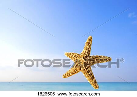 Starfish in front of the ocean View Large Photo Image Stock Photograph - Starfish in front of the ocean. Fotosearch