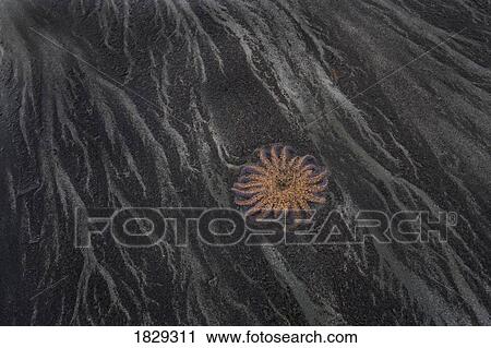 Starfish on beach View Large Photo Image Stock Image - Starfish on beach. Fotosearch