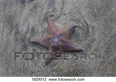 Starfish on beach View Large Photo Image Stock Image - Starfish on beach. Fotosearch