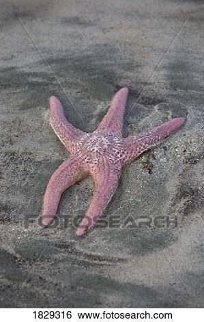 Stock Photograph - Starfish on beach. Fotosearch