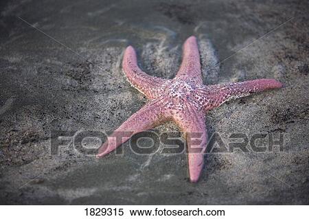 Starfish on beach View Large Photo Image Stock Photography - Starfish on beach. Fotosearch