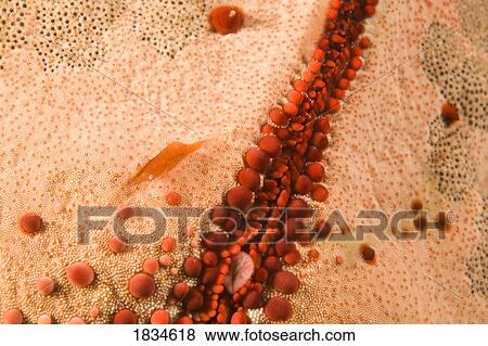 Starfish Shrimp (Periclimenes soror), Cushion Sea Star (Culcita novaguineae) View Large Photo Image Stock Photo - Starfish Shrimp (Periclimenes soror), Cushion Sea Star (Culcita novaguineae). Fotosearch