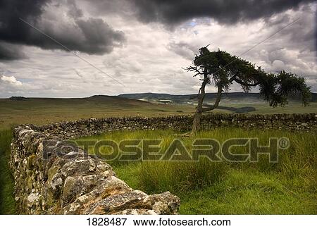 Stock Photo - Stone fence and tree with storm clouds. Fotosearch