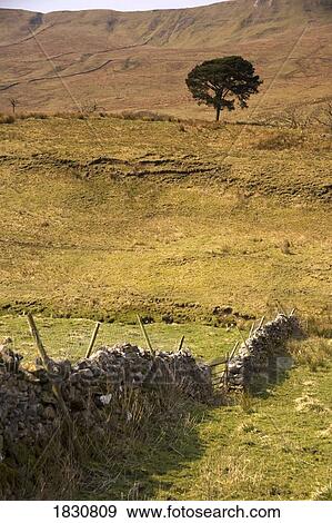 Stone wall, Weardale, England View Large Photo Image Stock Photo - Stone wall, Weardale, England. Fotosearch