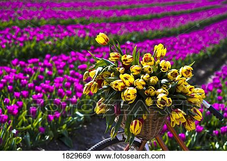 Striped bellona tulips and field of tulips, British Columbia, Canada View Large Photo Image Stock Photo - Striped bellona tulips and field of tulips, British Columbia, Canada. Fotosearch