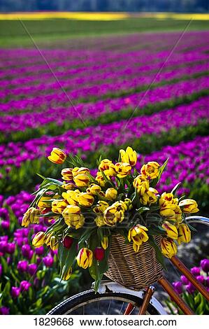 Stock Photo - Striped tulips and field of tulips, British Columbia, Canada. Fotosearch