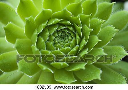 Stock Image - Succulent. Fotosearch