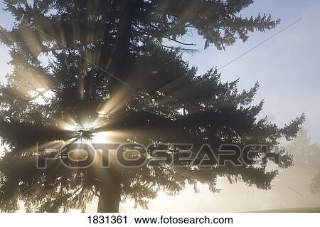 Stock Image - Sun shining through fog and trees, Willamette Valley, Oregon, USA. Fotosearch