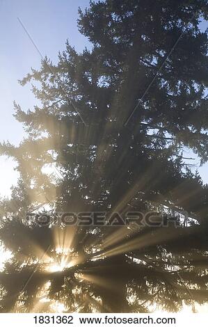 Stock Image - Sun shining through fog and trees, Willamette Valley, Oregon, USA. Fotosearch