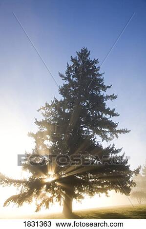 Stock Image - Sun shining through fog and trees, Willamette Valley, Oregon, USA. Fotosearch