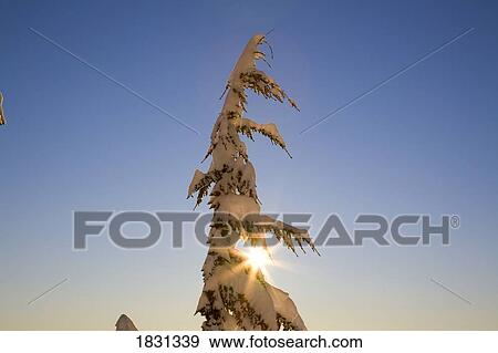Sun shining through snow covered tree View Large Photo Image Stock Photo - Sun shining through snow covered tree. Fotosearch
