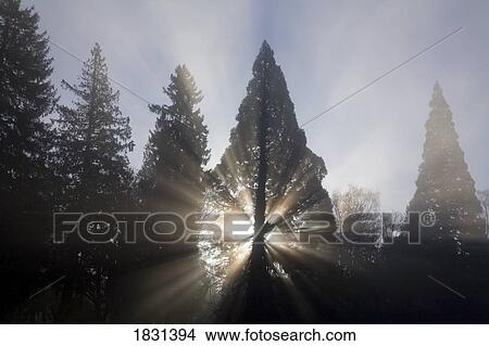 Sun shining through trees and fog, Willamette Valley, Oregon, USA View Large Photo Image Picture - Sun shining through trees and fog, Willamette Valley, Oregon, USA. Fotosearch