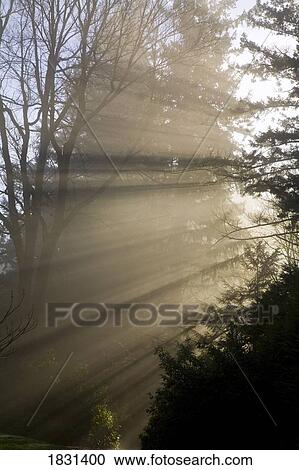Stock Image - Sun shining through trees and fog, Willamette Valley, Oregon, USA. Fotosearch