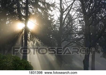 Stock Photo - Sun shining through trees and fog, Willamette Valley, Oregon, USA. Fotosearch