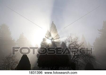 Sun shining through trees and fog, Willamette Valley, Oregon, USA View Large Photo Image Stock Photograph - Sun shining through trees and fog, Willamette Valley, Oregon, USA. Fotosearch