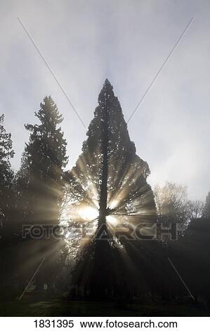 Stock Photography - Sun shining through trees and fog, Willamette Valley, Oregon, USA. Fotosearch