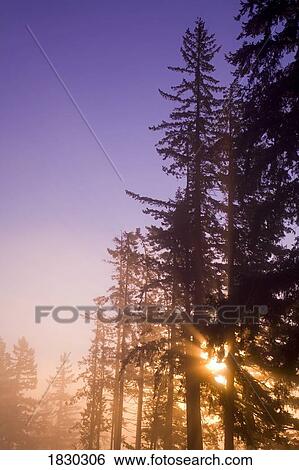 Stock Photograph - Sun shining through trees. Fotosearch