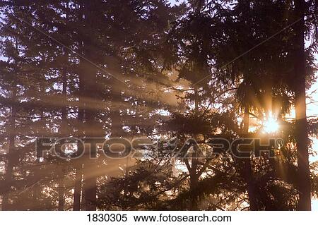 Sun shining through trees View Large Photo Image Stock Photography - Sun shining through trees. Fotosearch