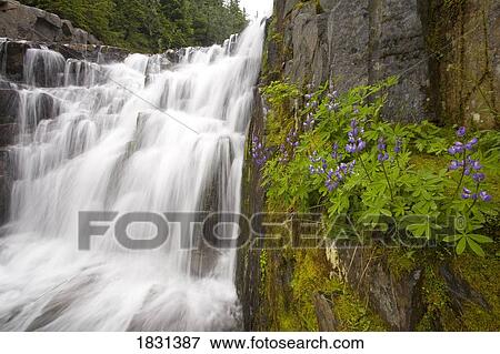 Stock Photo - Sunbeam Falls, Mount Rainier National Park, Washington, USA. Fotosearch