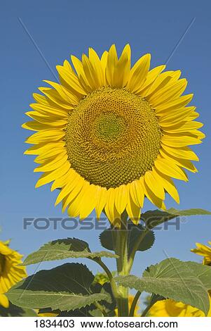Sunflower, Helianthus Annuus View Large Photo Image Stock Image - Sunflower, Helianthus Annuus. Fotosearch