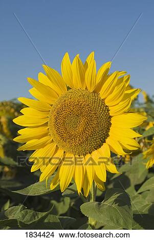 Sunflower View Large Photo Image Picture - Sunflower. Fotosearch