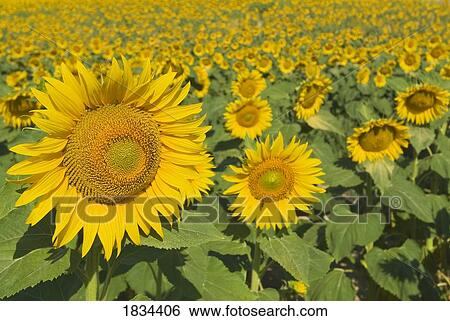 Sunflowers, Helianthus Annuus, Andalusia, Spain, Europe View Large Photo Image Stock Photograph - Sunflowers, Helianthus Annuus, Andalusia, Spain, Europe. Fotosearch