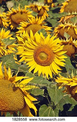 Sunflowers View Large Photo Image Stock Photo - Sunflowers. Fotosearch