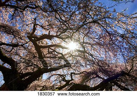 Stock Photo - Sunlight breaking through branches. Fotosearch