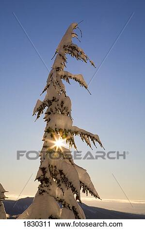 Sunlight through snow-covered tree, Cascades Mountains, Oregon, USA View Large Photo Image Stock Image - Sunlight through snow-covered tree, Cascades Mountains, Oregon, USA. Fotosearch